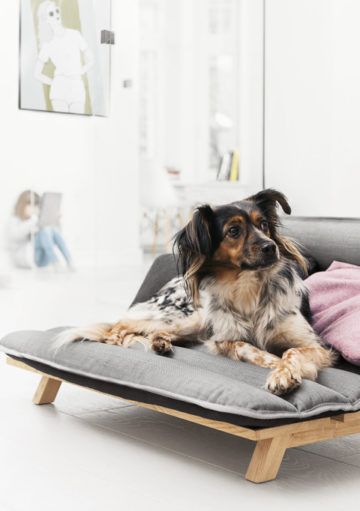 Una Cama para Perros tan Estilosa como Funcional