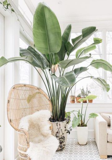 Platanero de Interior: Razones de Por Qué es Tendencia en Decoración