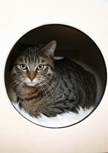 Cama para Gatos de Diseño Actual para tu Hogar