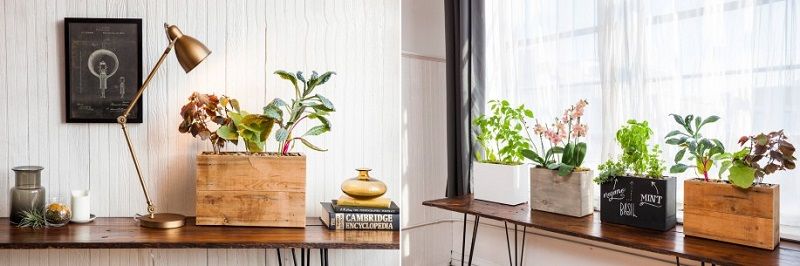 Modern Sprout, un Innovador Sistema para el Cuidado de las Plantas en Casa