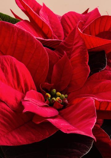 4 Plantas de Interior para Decorar tu Casa este Invierno