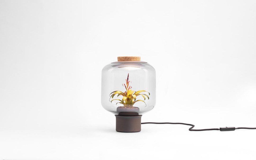 Una Sorprendente Lámpara con Planta en su Interior
