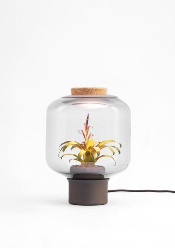 Una Sorprendente Lámpara con Planta en su Interior