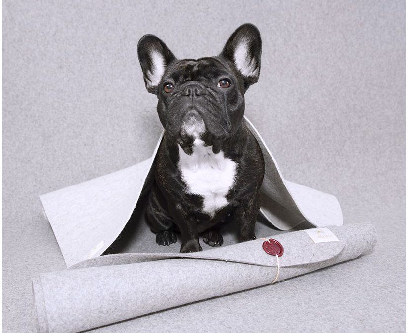 Alfombras elegantes para mascotas con estilo