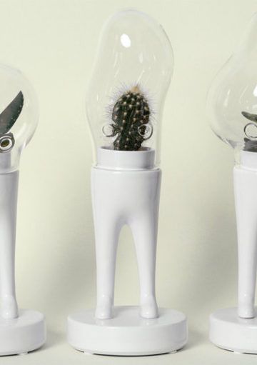 Las Mejores Plantas de Interior para Decorar con Estilo tu Casa