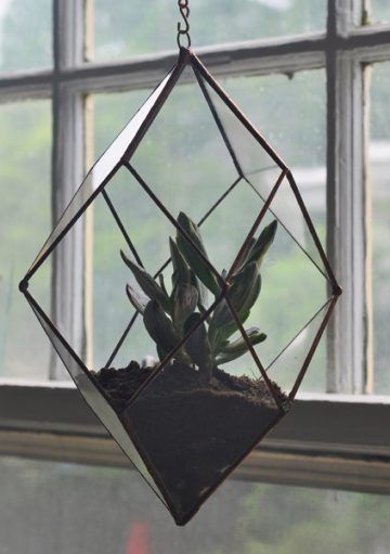 Terrarios para Plantas, Opción Ideal para Decorar la Casa