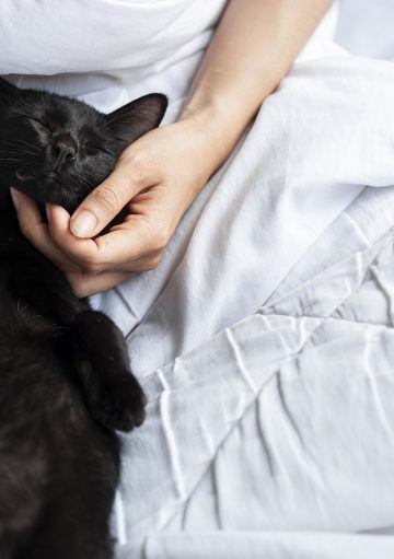 Las mascotas, los nuevos preferidos de las marcas