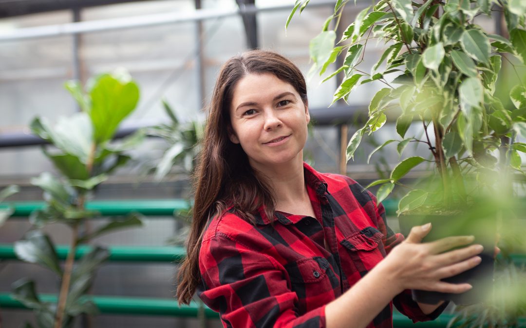 Plantas de interior