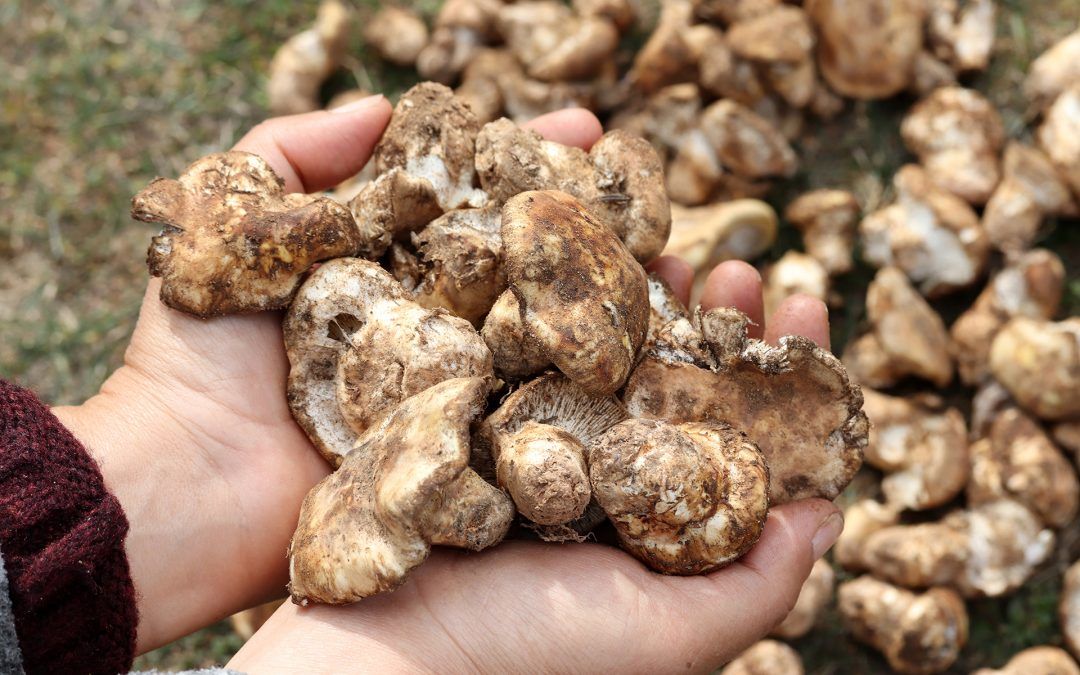 Matsutake, el hongo más delicioso