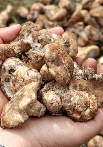 Matsutake, el hongo más delicioso