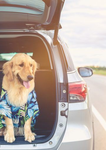 Prepara tus vacaciones con mascota