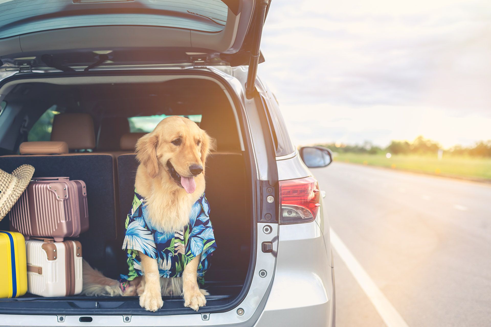 Prepara tus vacaciones con mascota