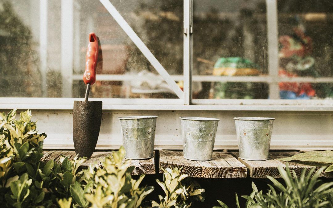 Elige las mejores plantas para tu terraza