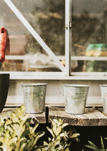 Elige las mejores plantas para tu terraza