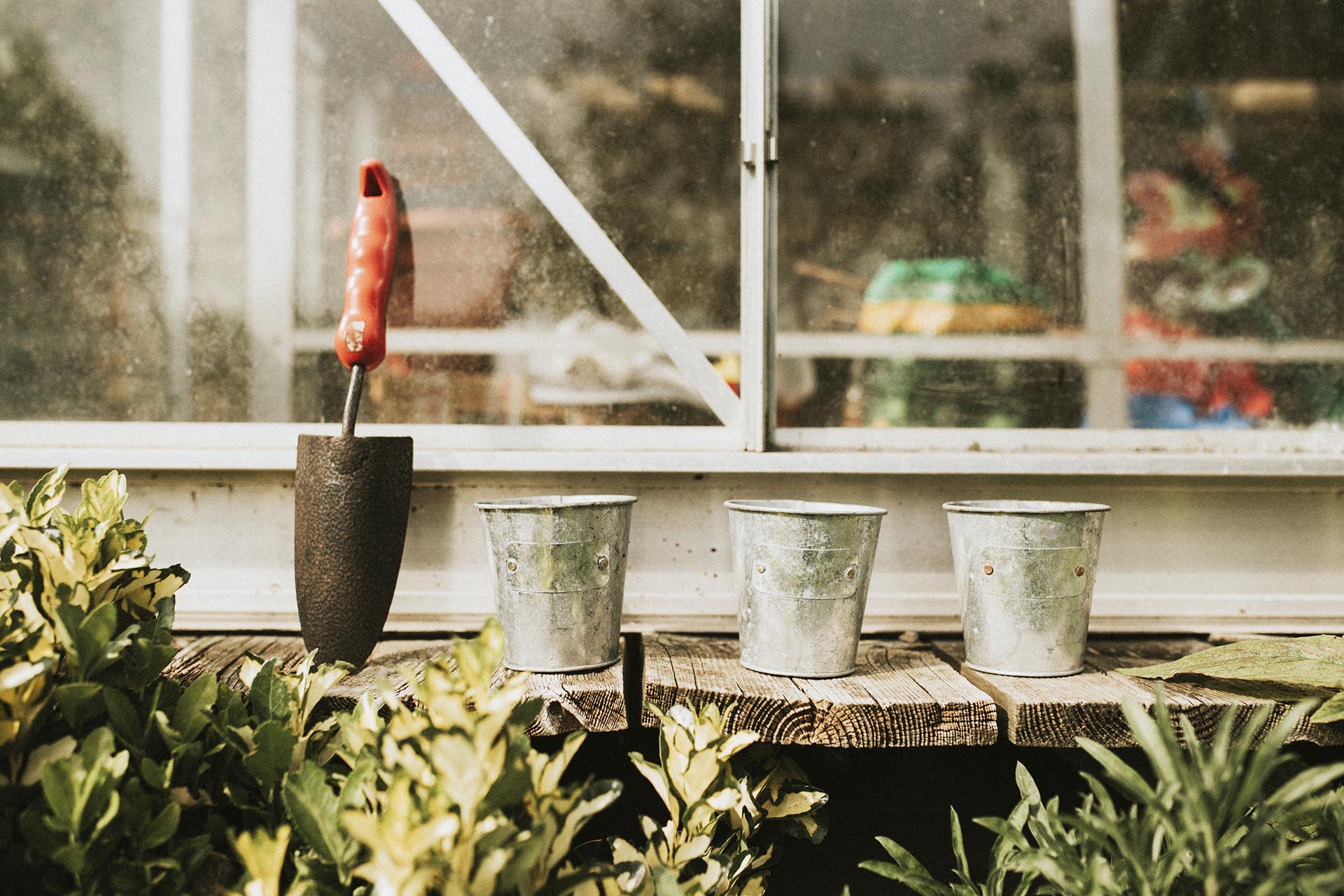 Elige las mejores plantas para tu terraza