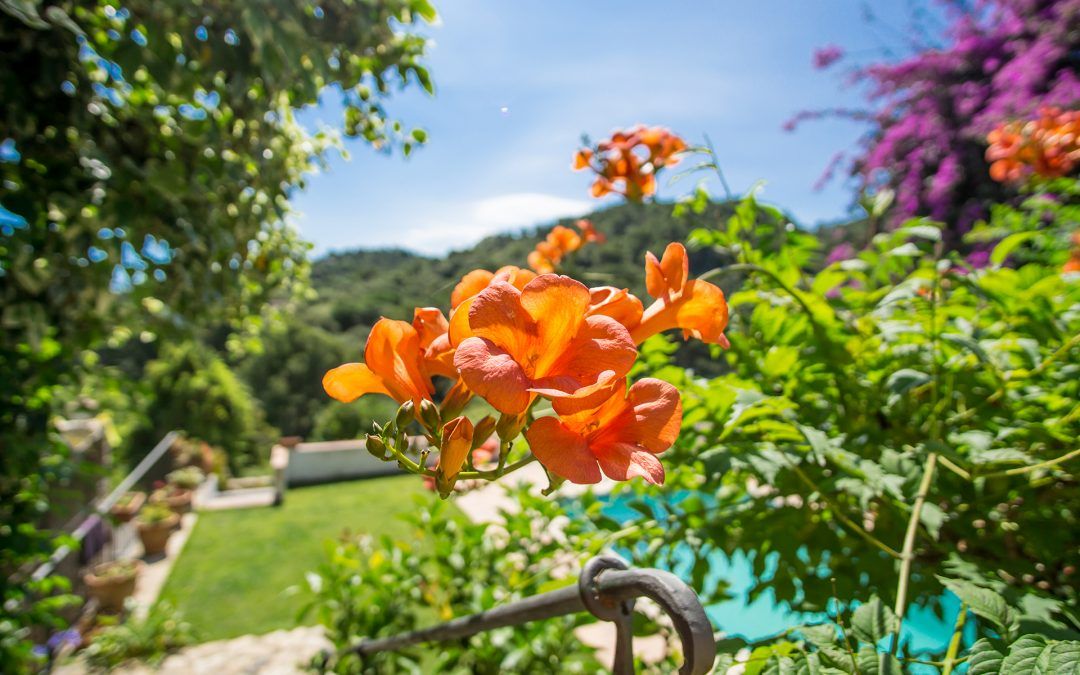 5 Consejos para mantener tus plantas durante el verano