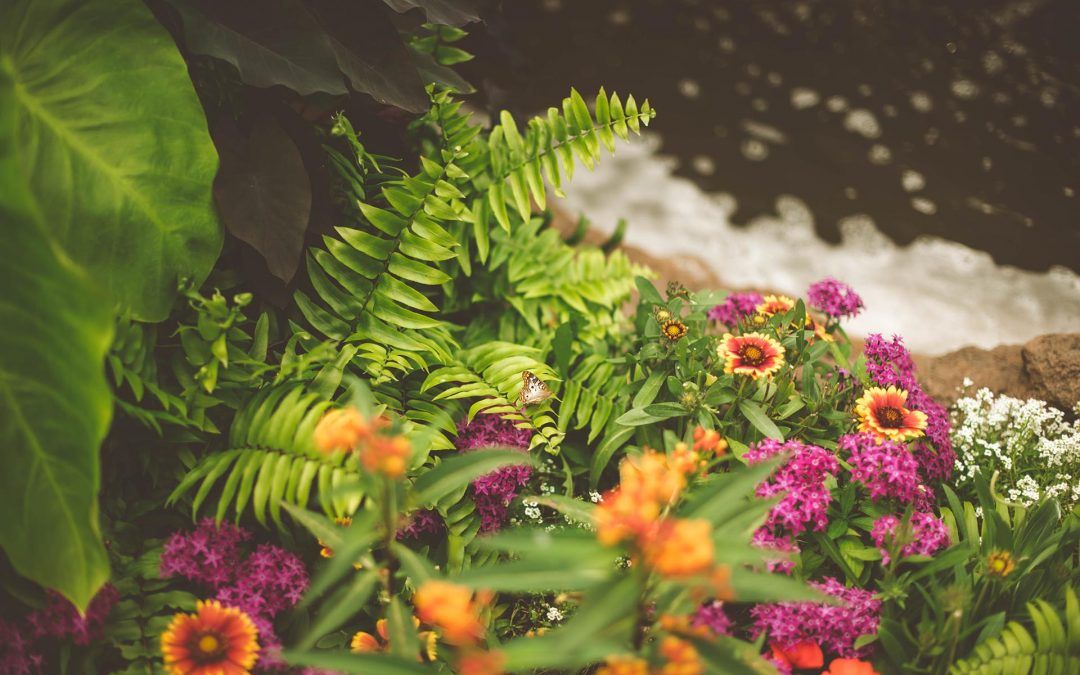 5 Consejos para disfrutar de tus plantas en verano
