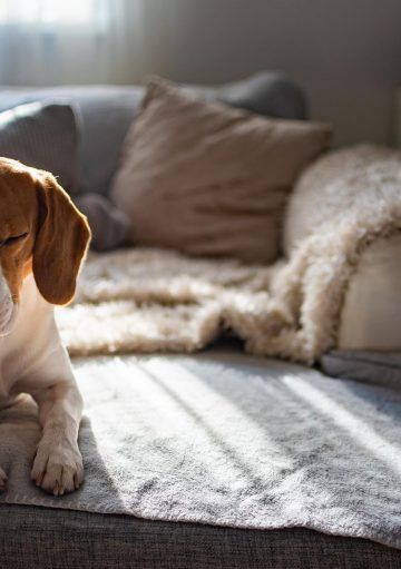 5 consejos para acoger mascotas en casa sin perder estilo