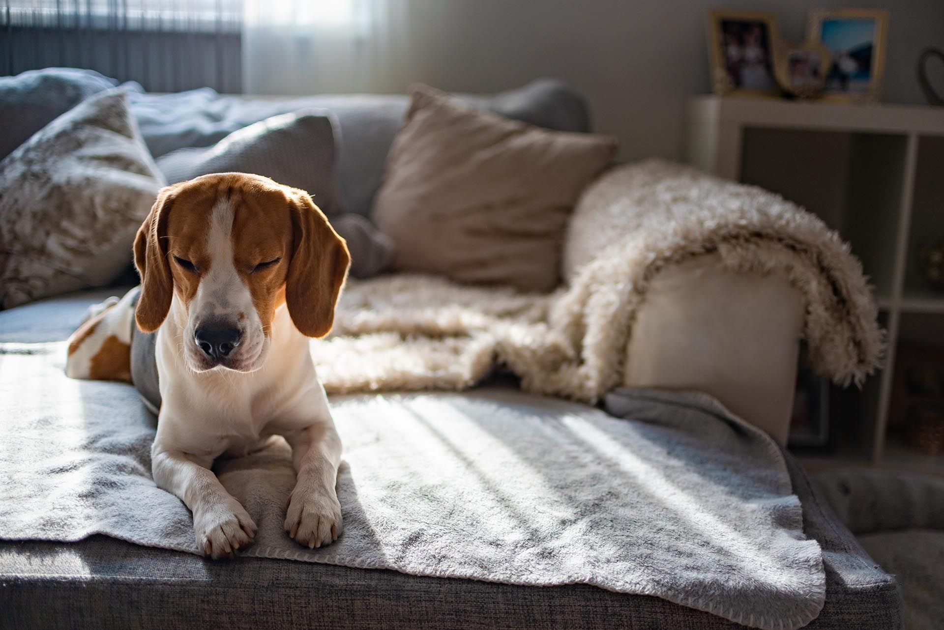 5 consejos para acoger mascotas en casa sin perder estilo